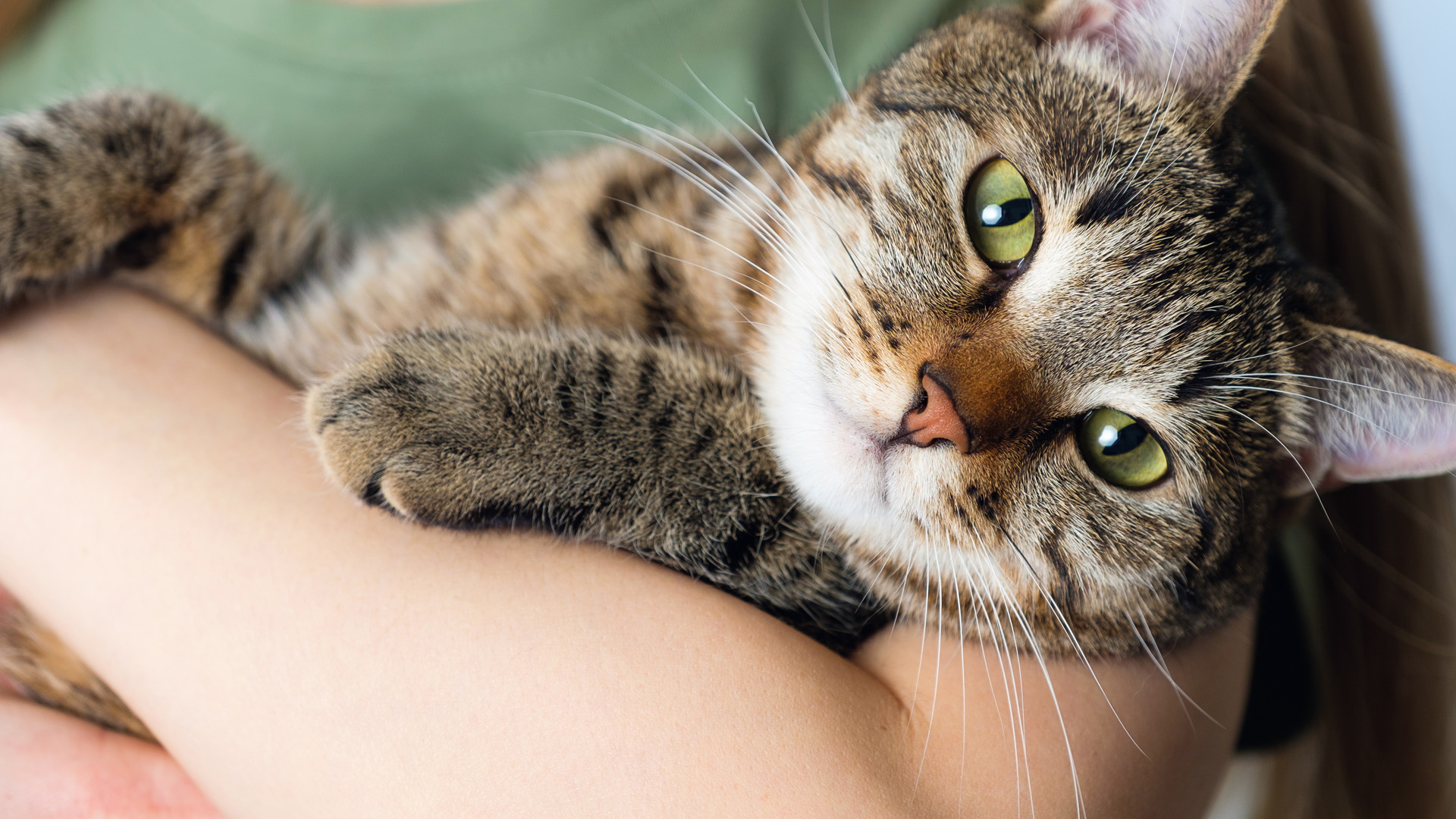 A tabby cat comfortably laying in the arms of a person.